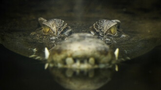 Lair Of The Killer Crocs Trailer