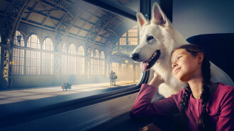Lampo, the Travelling Dog Trailer