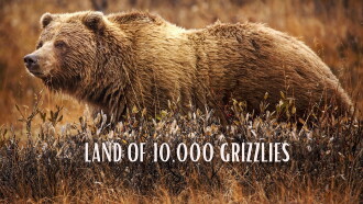 Land Of 10,000 Grizzlies Trailer