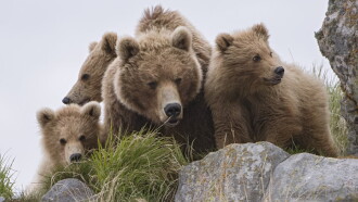 Land of the Bears Trailer
