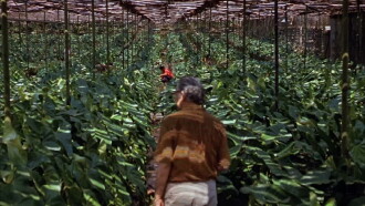 Landscape Film, Roberto Burle Marx Trailer