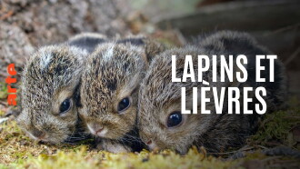 Lapins et lièvres - La Fabuleuse histoire des grandes oreilles Trailer