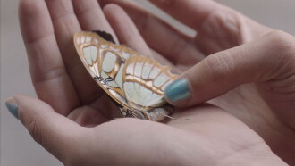Larva Trailer