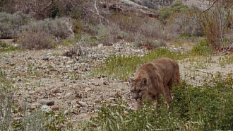 Lassie and the Flight of the Cougar Trailer