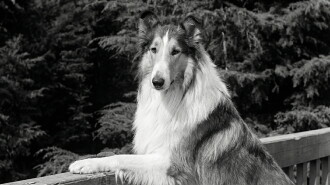 Lassie: The Wayfarers Trailer