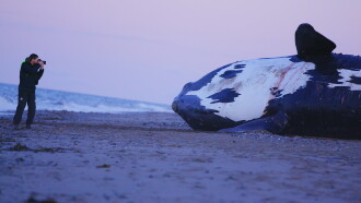 Last of the Right Whales Trailer