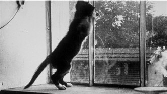 Le chat qui joue Trailer