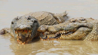 Le crocodile du Nil après l'eden Trailer