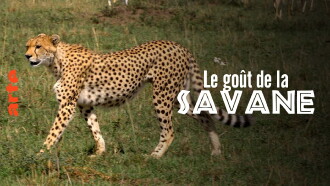 Le Goût de la savane : Herbivores et carnivores, festins croisés Trailer