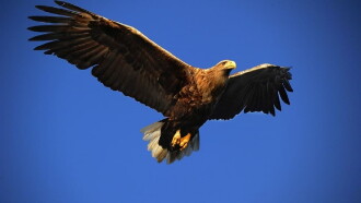 Le grand aigle de mer Trailer