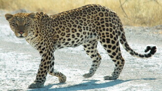 Le guépard, cet élégant chasseur d'Afrique Trailer