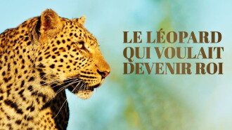 Le léopard qui voulait devenir roi Trailer