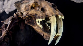 Le mystérieux tigre à dents de sabre Trailer