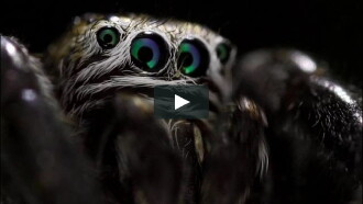 Le Règne de l'araignée Trailer