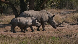 Le rhinocéros blanc Trailer