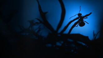 Le Royaume des fourmis Trailer