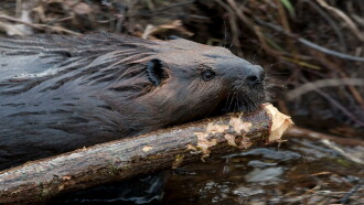 Leave it to Beavers Trailer