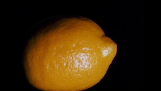 Lemon Trailer