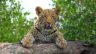 Leopard Kingdom Trailer