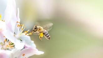 Les abeilles, sentinelles de la planète Trailer