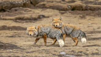 Les animaux des hauts plateaux tibétains Trailer