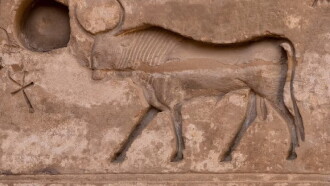 Les animaux sacrés de l'Egypte ancienne Trailer