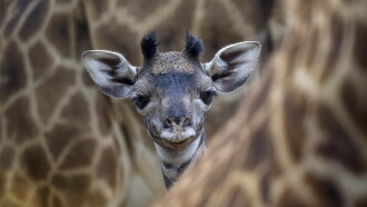 Les Dernières Girafes Trailer