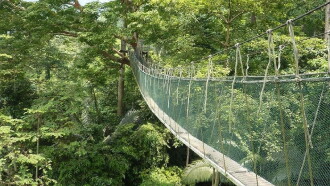 Les forêts oubliées de Malaisie Trailer