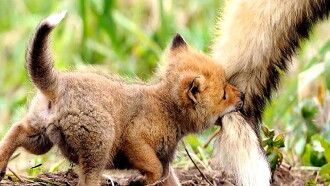 Les incroyables naissances des bébés animaux Trailer