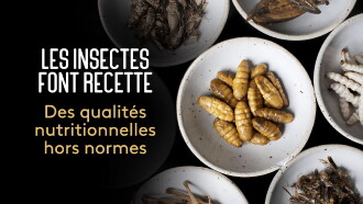 Les insectes font recette Trailer