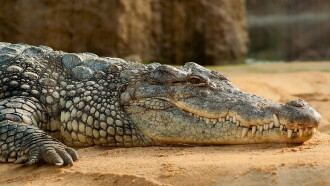 Les larmes des crocodiles Trailer