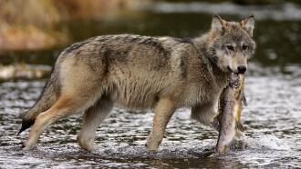 Les loups pêcheurs du Canada Trailer