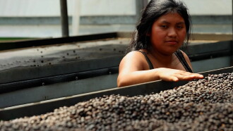 Les maîtres du café Trailer