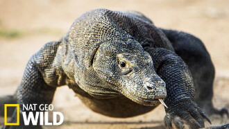 Les monstres de Komodo : une histoire d'amour Trailer