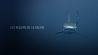 Les Requins de la Colère Trailer