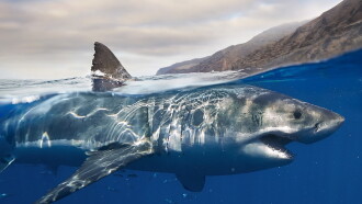 Les requins, maîtres des profondeurs Trailer