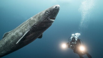 Les requins qui venaient du froid Trailer