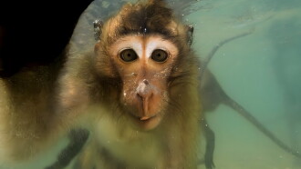 Les singes qui voulaient voir la mer Trailer