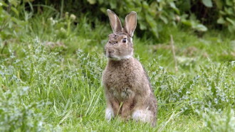 Les super pouvoirs des lapins Trailer