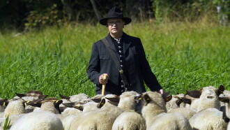 Les tribulations d'un berger transhumant Trailer