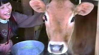 Lessons from a Calf Trailer