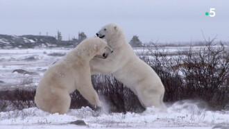 L'homme qui aimait les ours Trailer