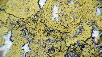 Lichens Are The Way Trailer