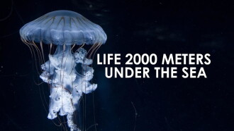 Life 2,000 Meters Under the Sea Trailer