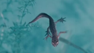 Life and Death in A Pond Trailer