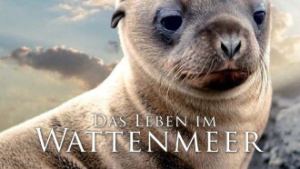 Life in Ebb and Flow Trailer
