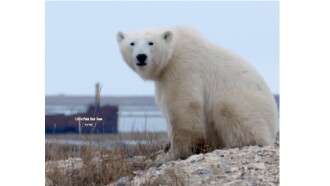Life in Polar Bear Town with Gordon Buchanan Trailer