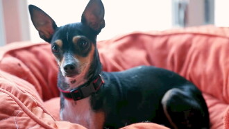 Life in the Doghouse Trailer