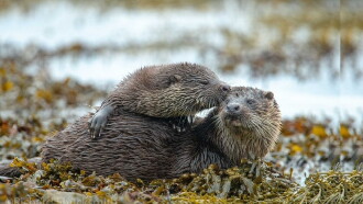 L'île aux loutres, une affaire de famille Trailer