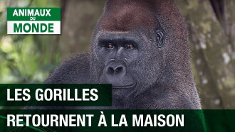 L'incroyable aventure du gorille Mabeke Trailer